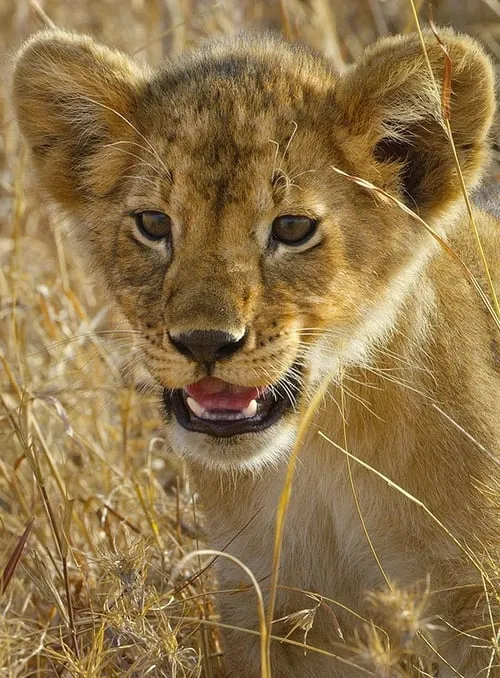 Serengeti - La grande cavalcade des animaux (series)