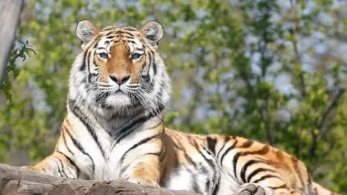 The Secret Lives of Tigers