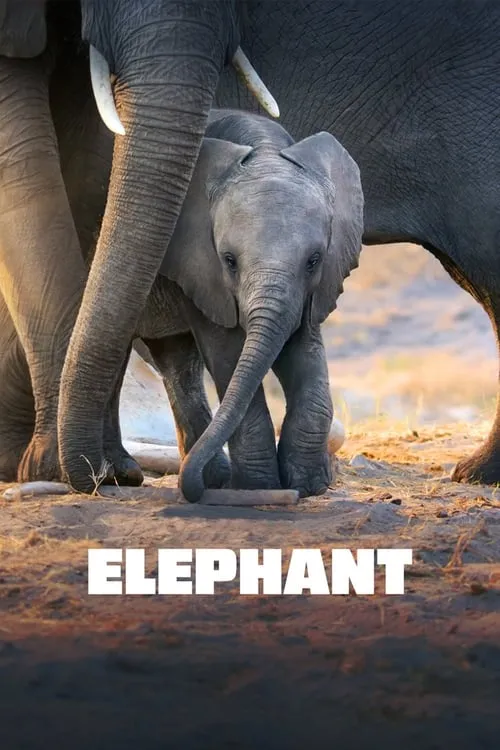 Elephant (movie)