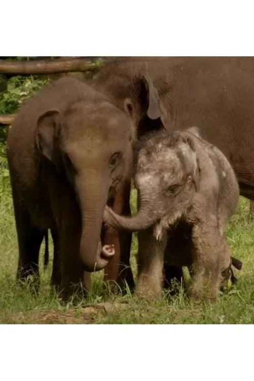 Sri Lanka: Elephant Island (фильм)