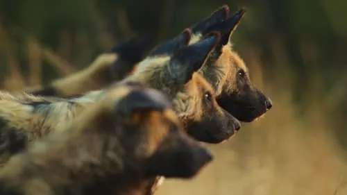 Botswana Wild Dogs