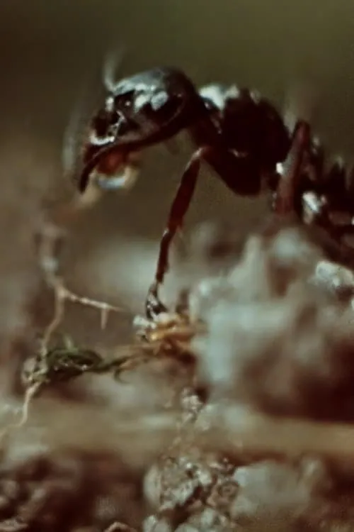 Ant Trails (movie)