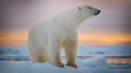 The Polar Bear