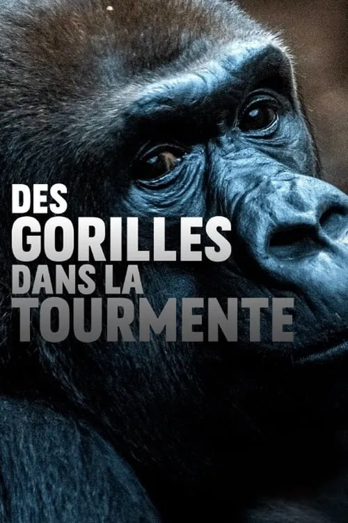 Gorillas unter Stress (movie)